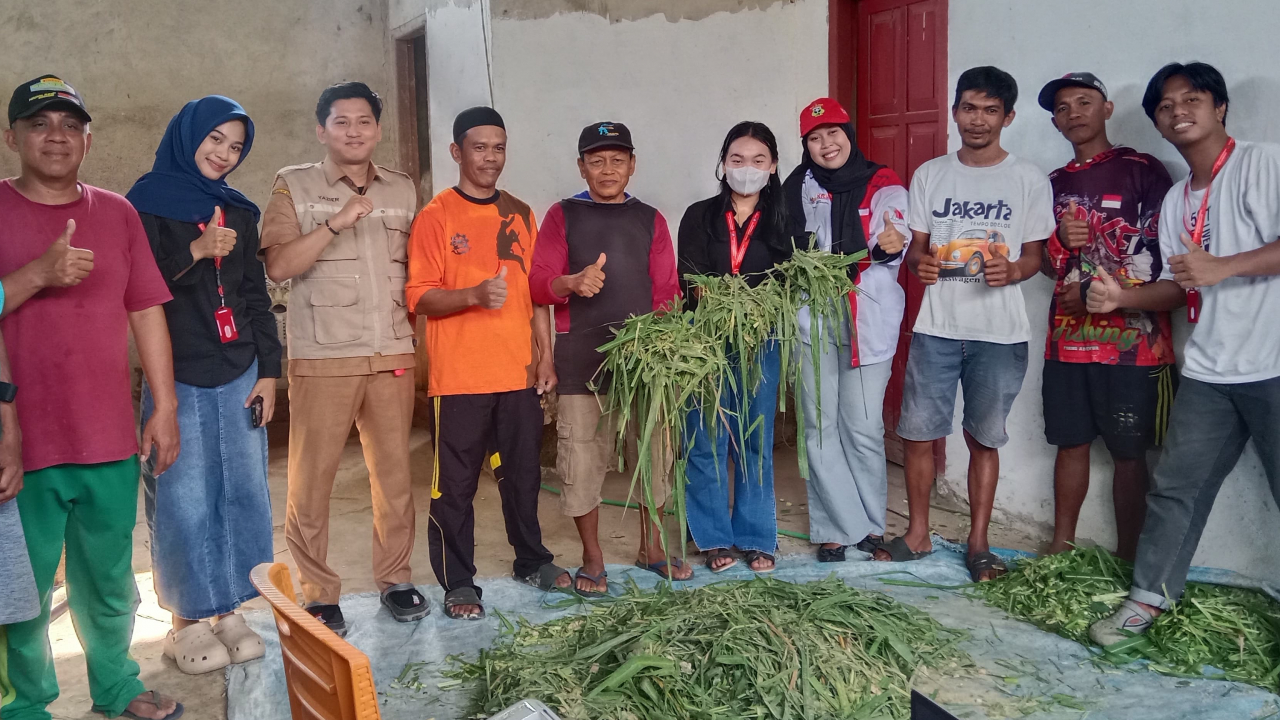 Mahasiswa Universitas Pattimura Ambon Melakukan Pelatihan Kepada Peternak Tentang Pembuatan Pakan Ternak Berbasis Ransum Segar Di Dusun Attupange Desa Bara Batu