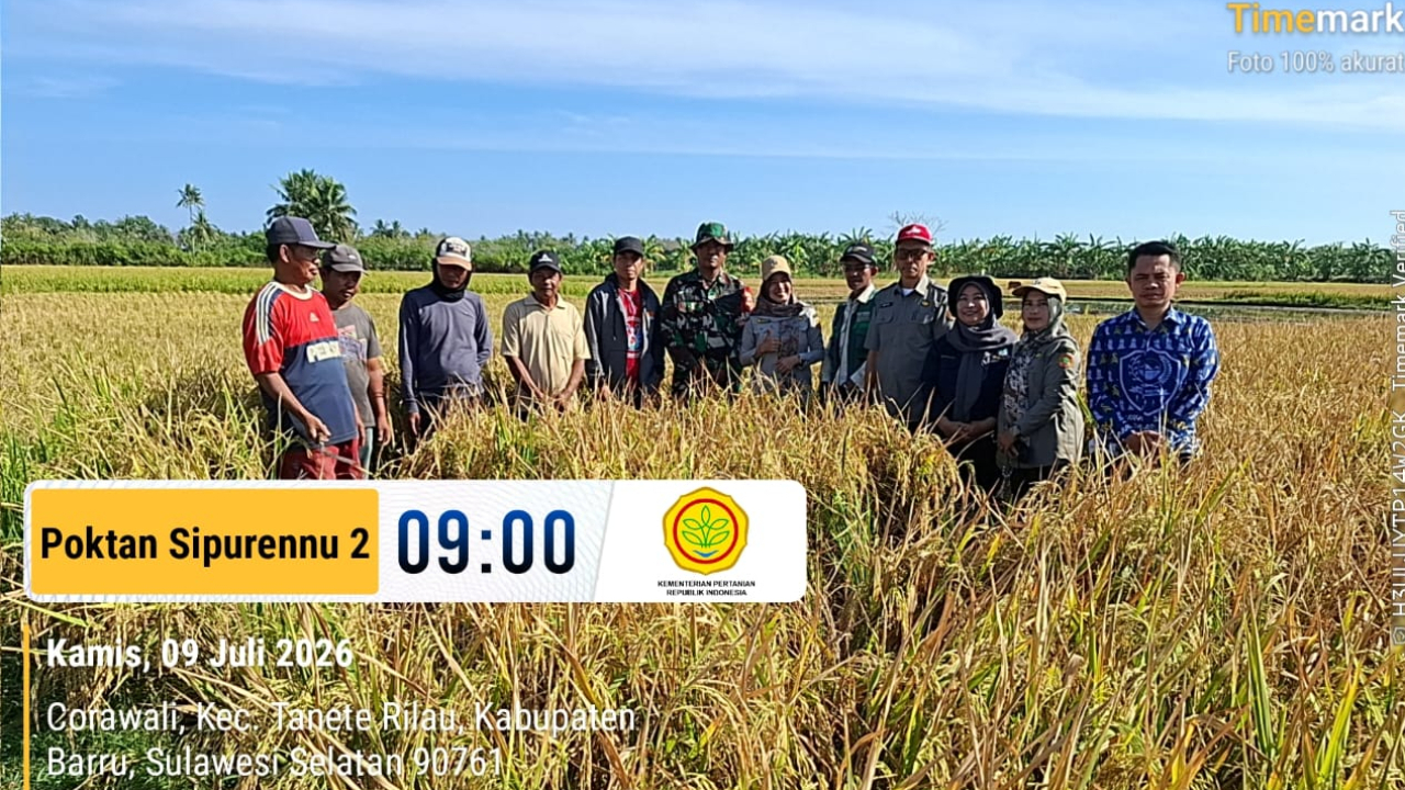 Sinergi Pemdes, PPL, dan Petani dalam Pengambilan Ubinan Padi di Corawali