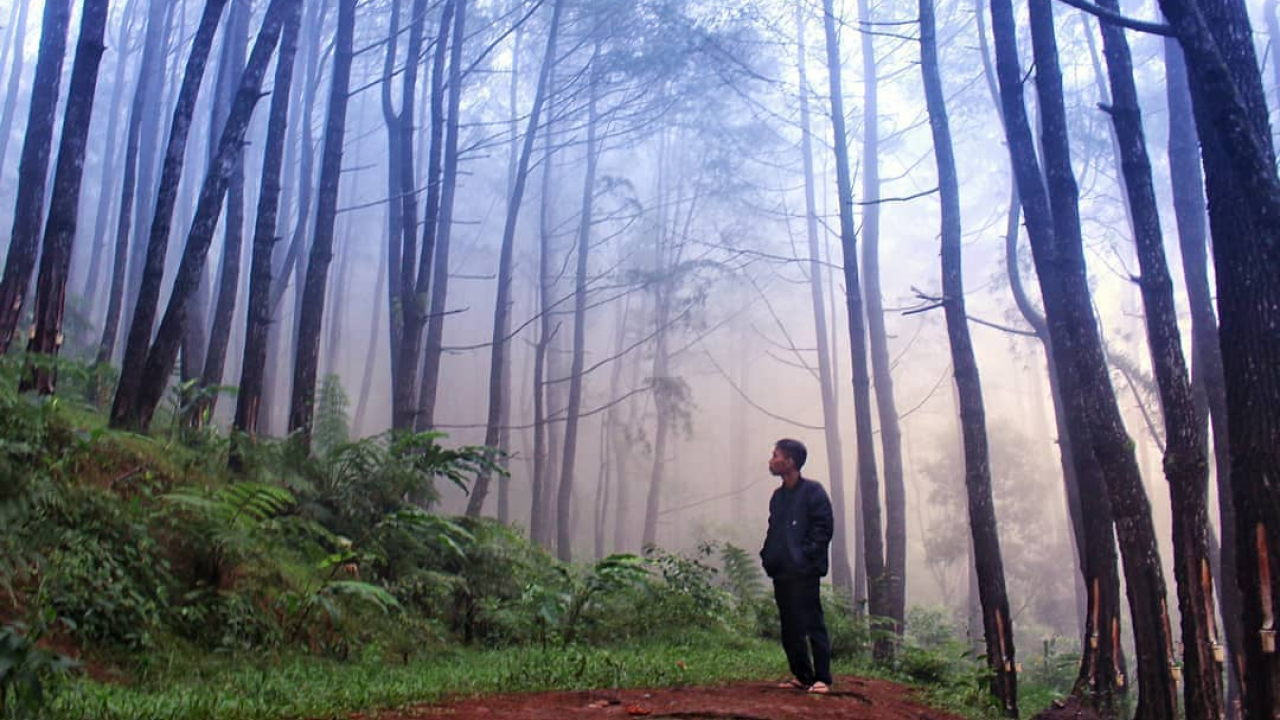 Hutan Pinus Lajoanging