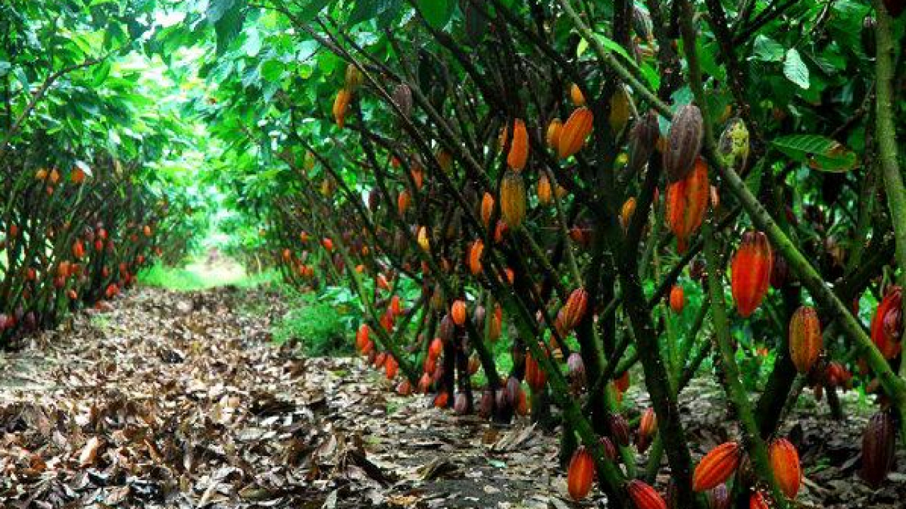 Kebun COklat