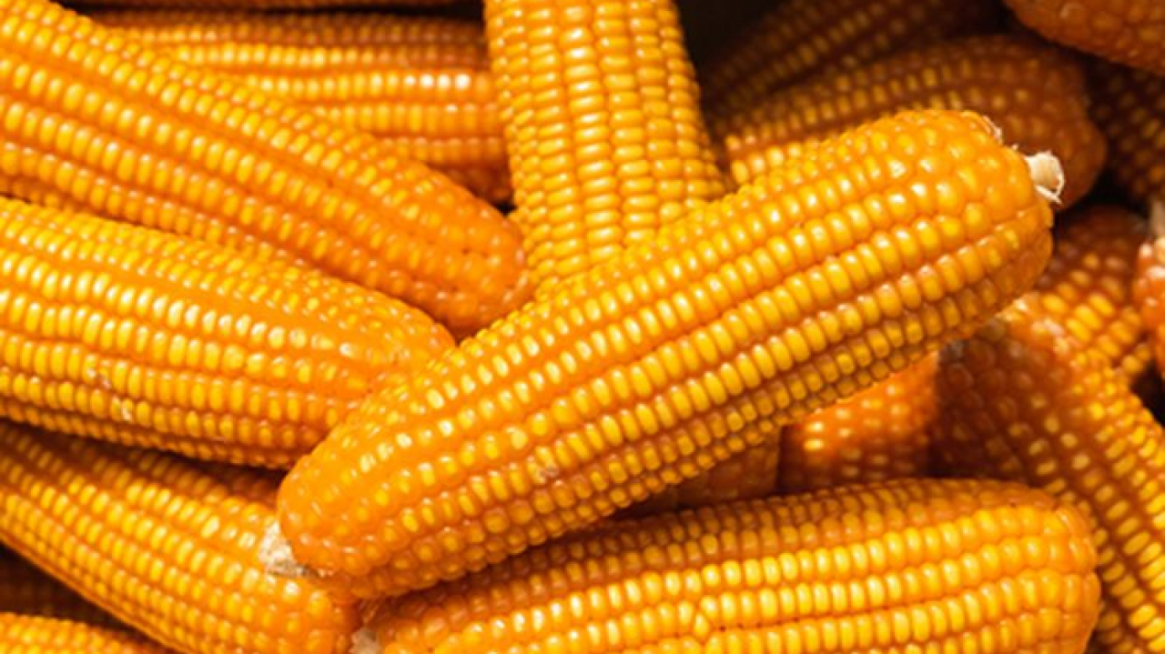 Jagung