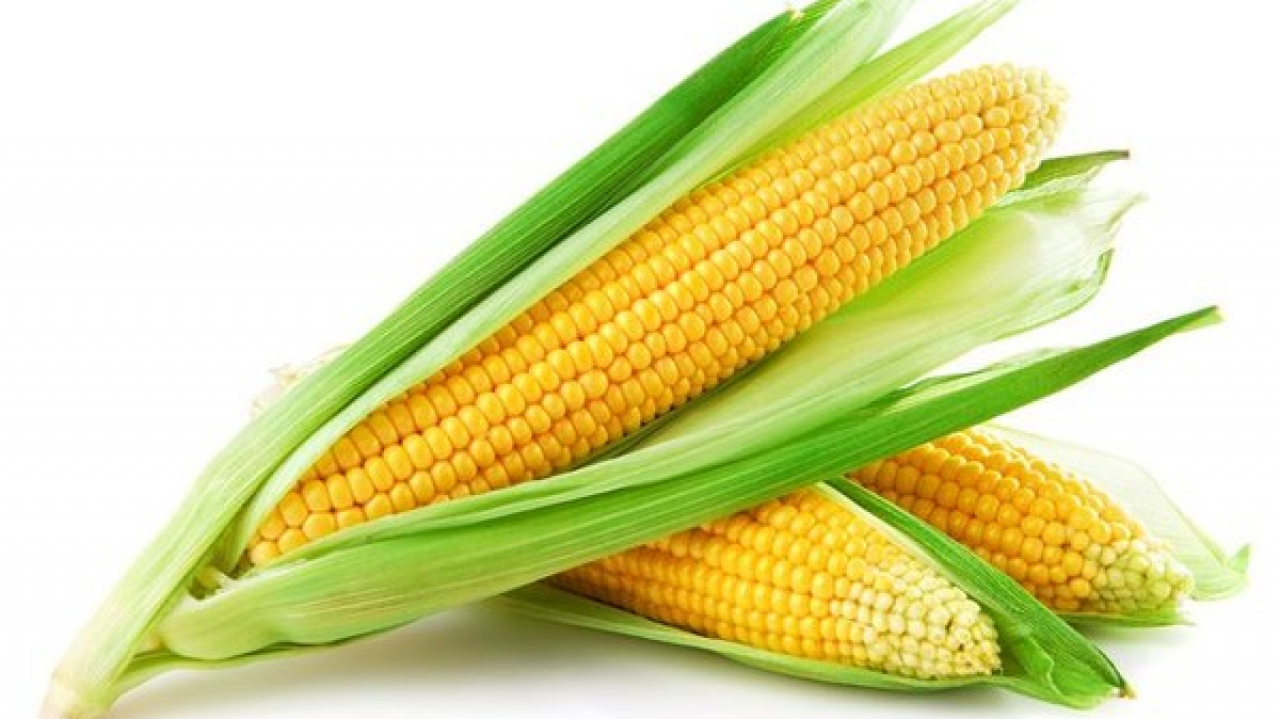 Jagung