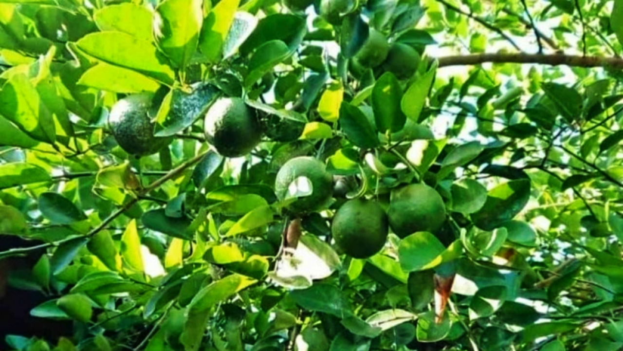 Produksi Perkebunan Jeruk Nipis