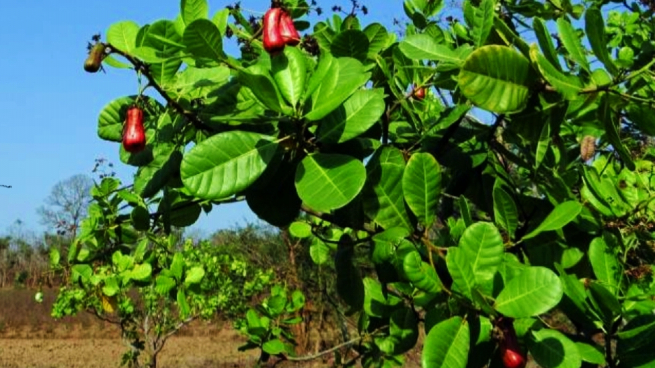 Produksi Perkebunan Jambu Mete
