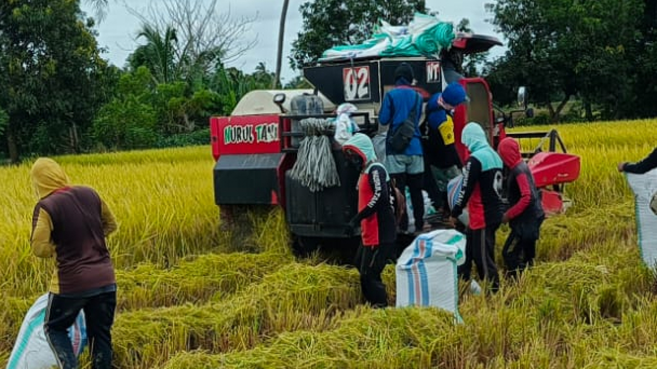 Hasil Panen Gabah Tadah Hujan di Kecamatan Pitu Riase Capai 6,5 Ton per Hektar, Petani Sambut Harga Sesuai Standar Pemerintah