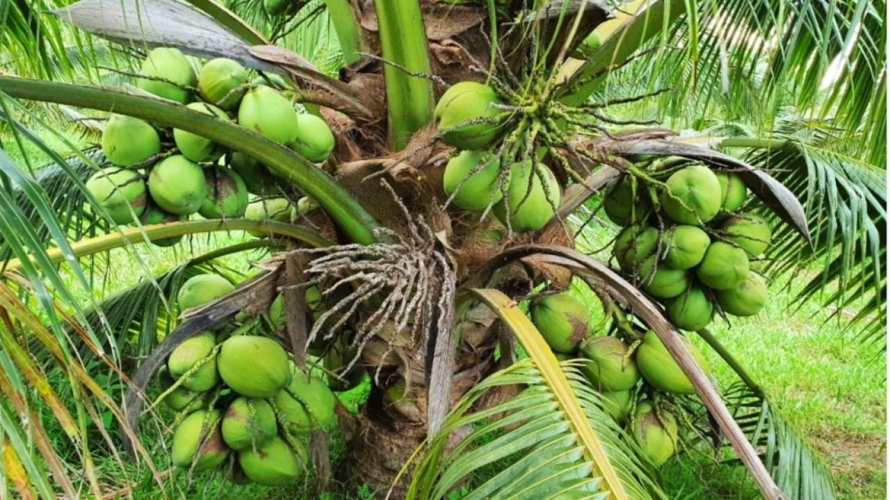 Produksi Perkebunan Kelapa