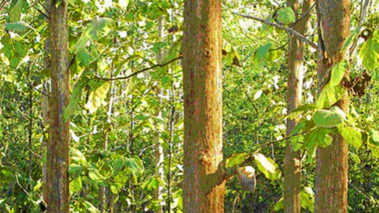 Produksi Perkebunan Kayu Jati dan Jabon