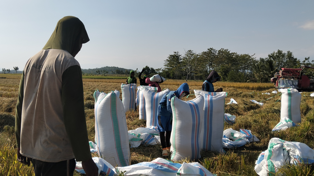 EL NIÑO MENGERINGKAN SAWAH, TAPI TIDAK MENGERINGKAN HARAPAN: LAGADING SELAMATKAN PANEN SENILAI Rp21,86 MILIAR