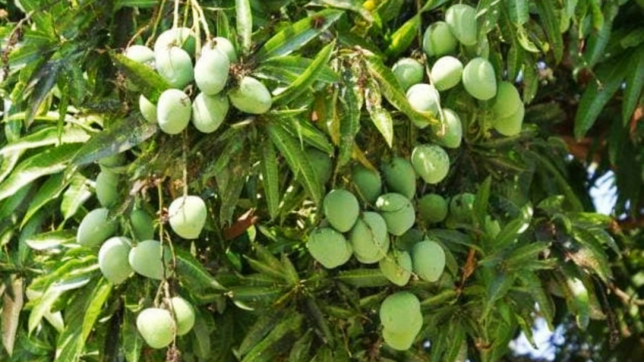Produksi Perkebunan Mangga