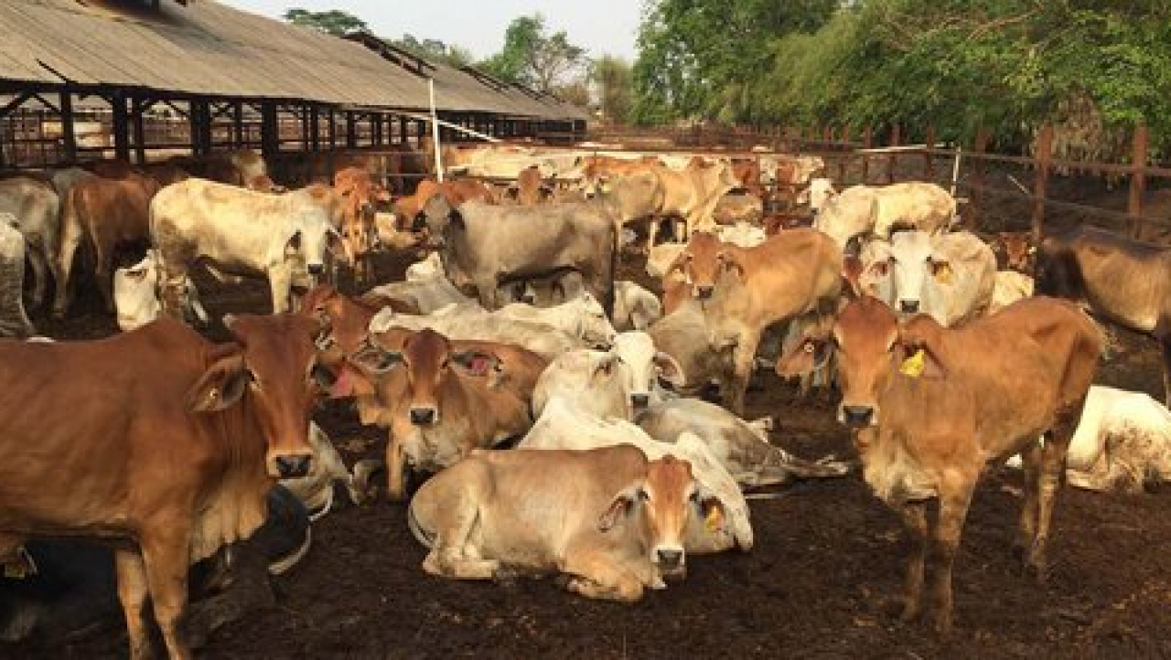 Sapi
