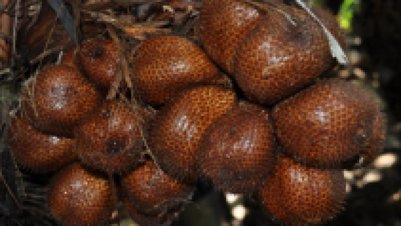 Salak