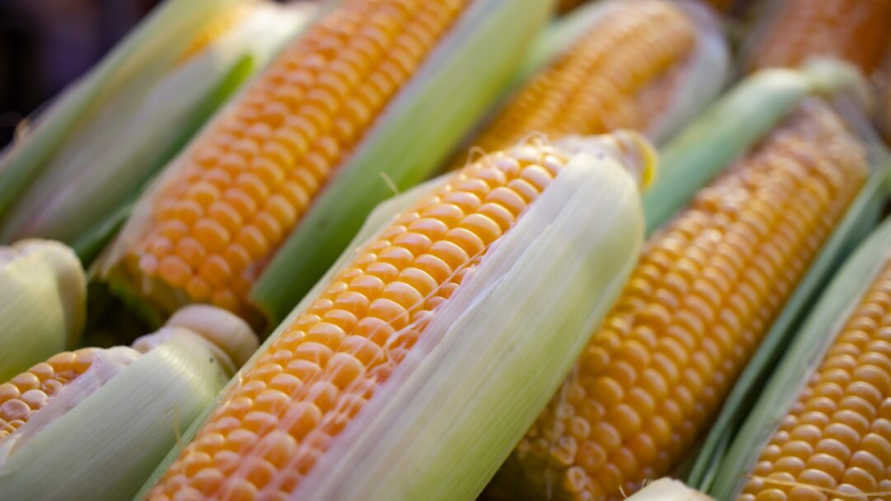 Jagung