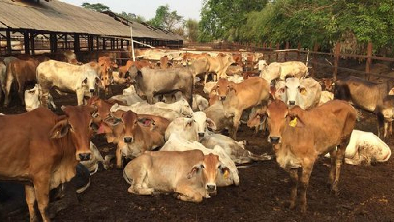 Sapi