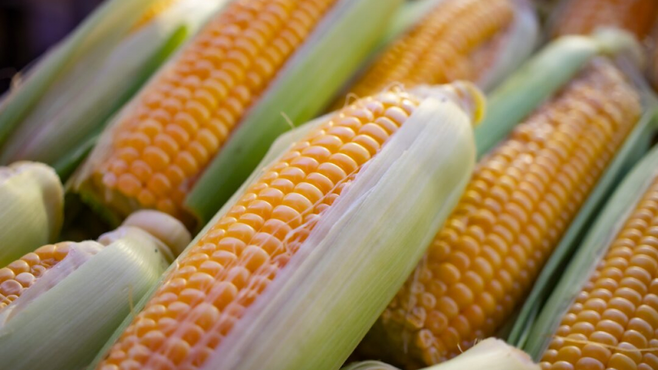 Jagung
