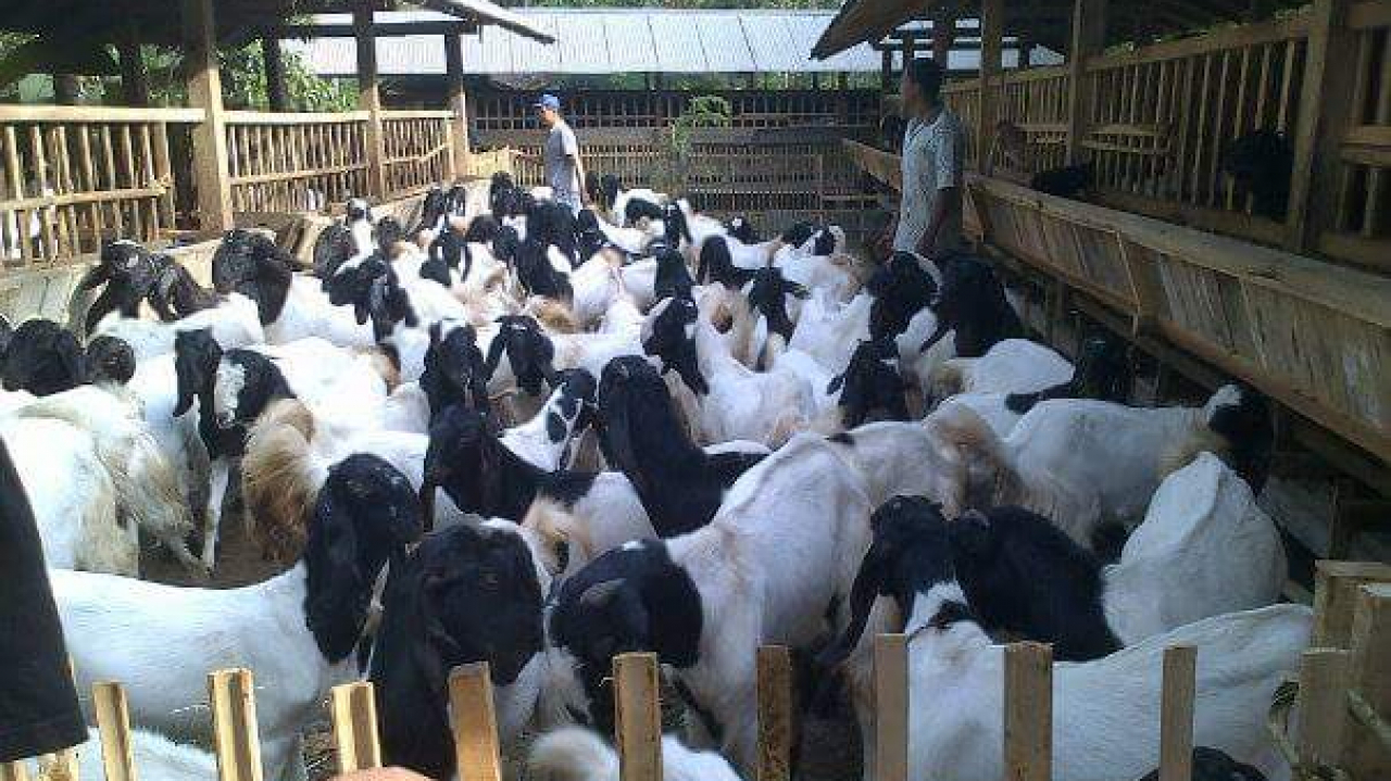 Kambing