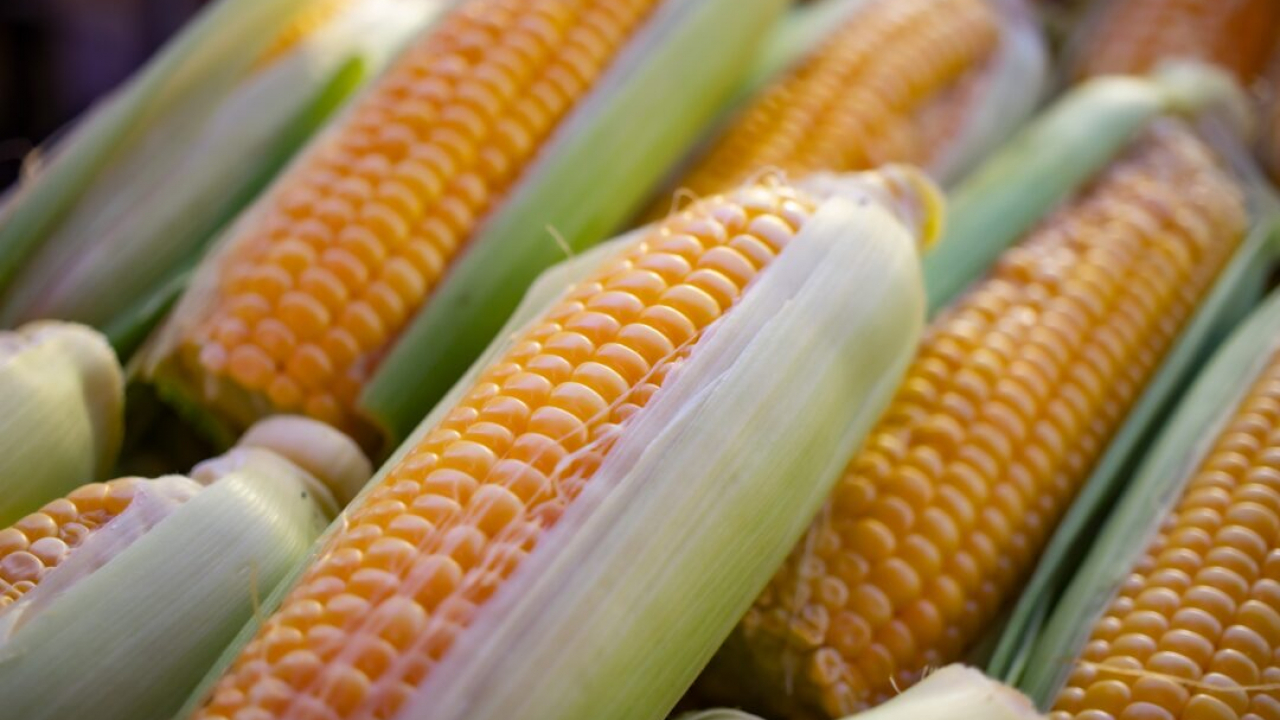 Jagung