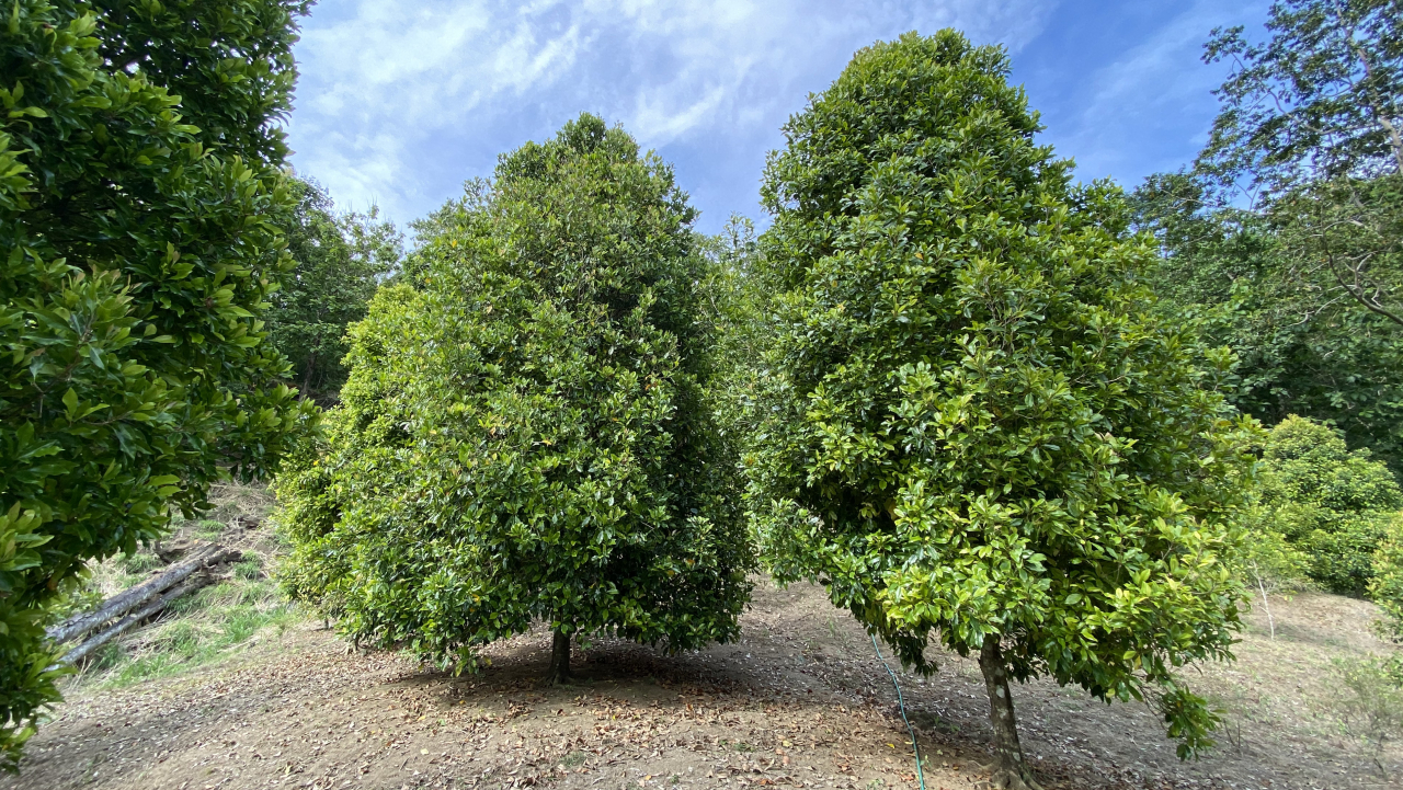 Cengkeh