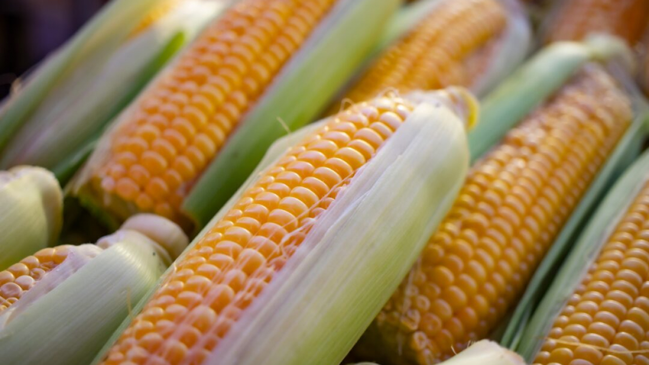 Jagung