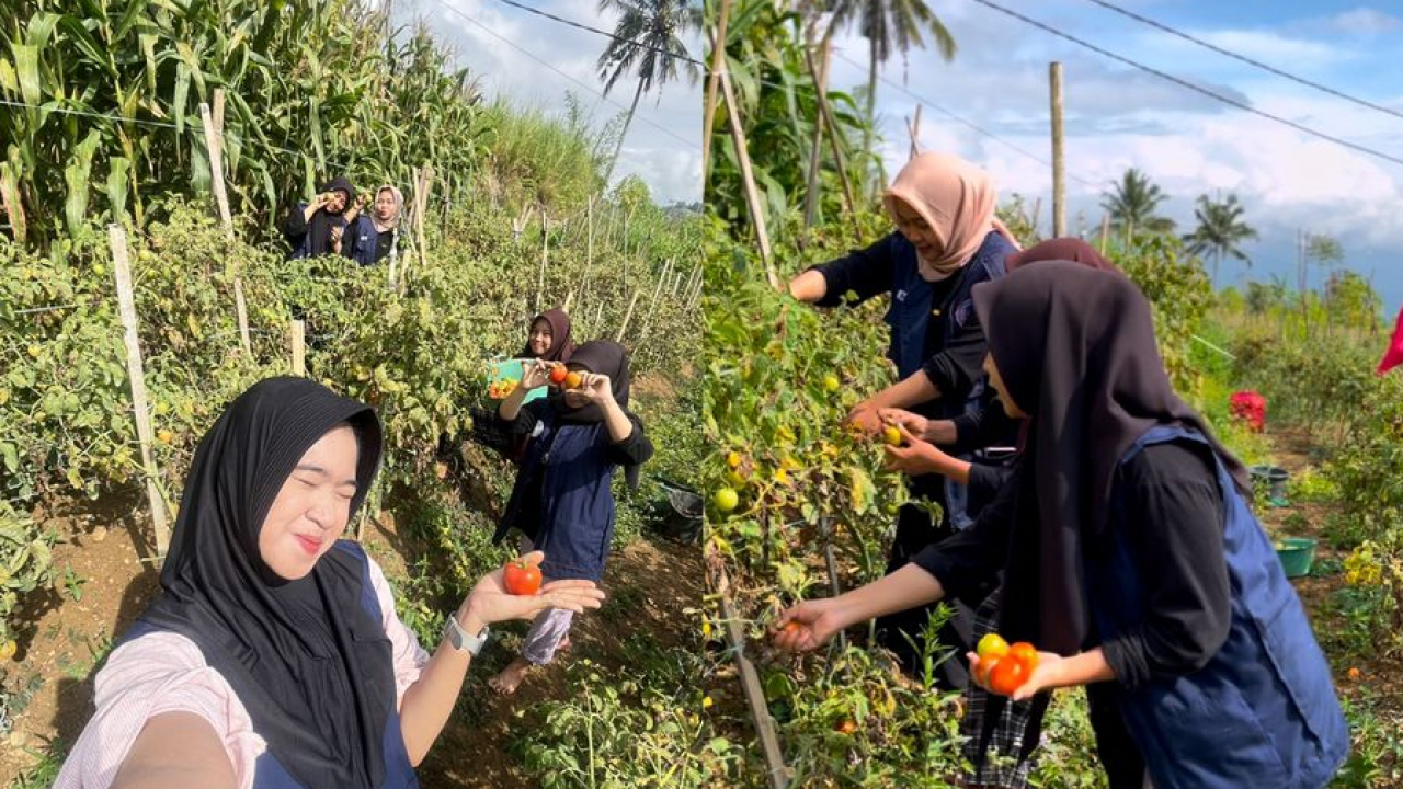 membantu Warga memetik tomat di kebun Warga