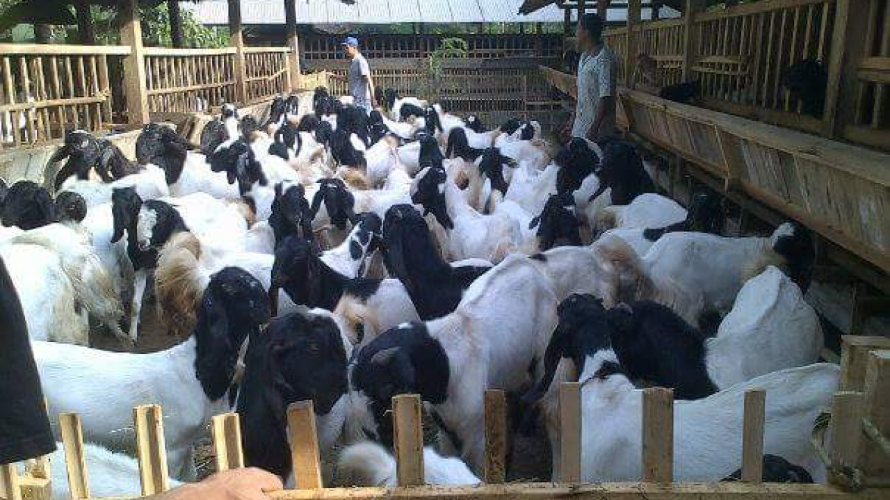 Peternakan Sapi dan Kambing