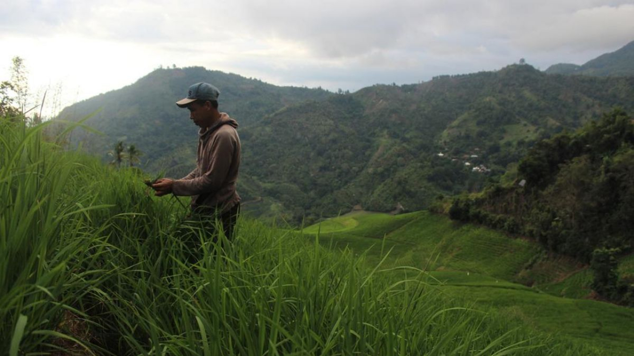 Pertanian Pulu Mandoti