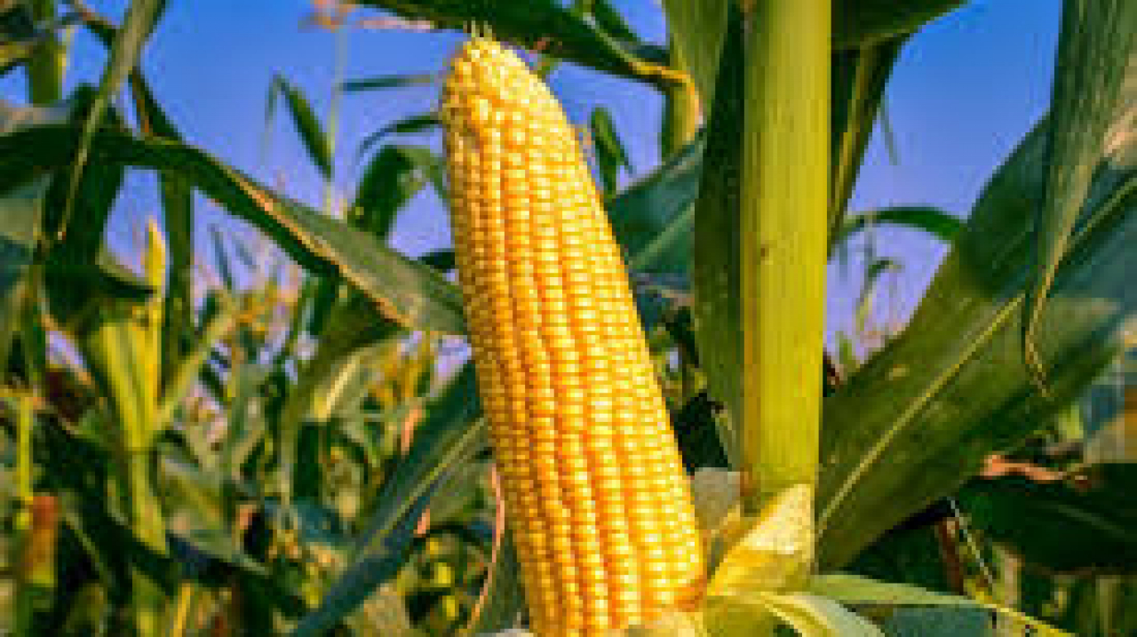 JAGUNG