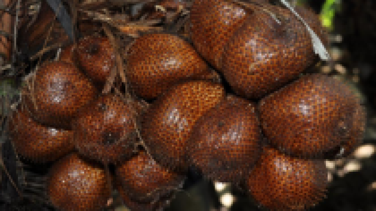 Salak