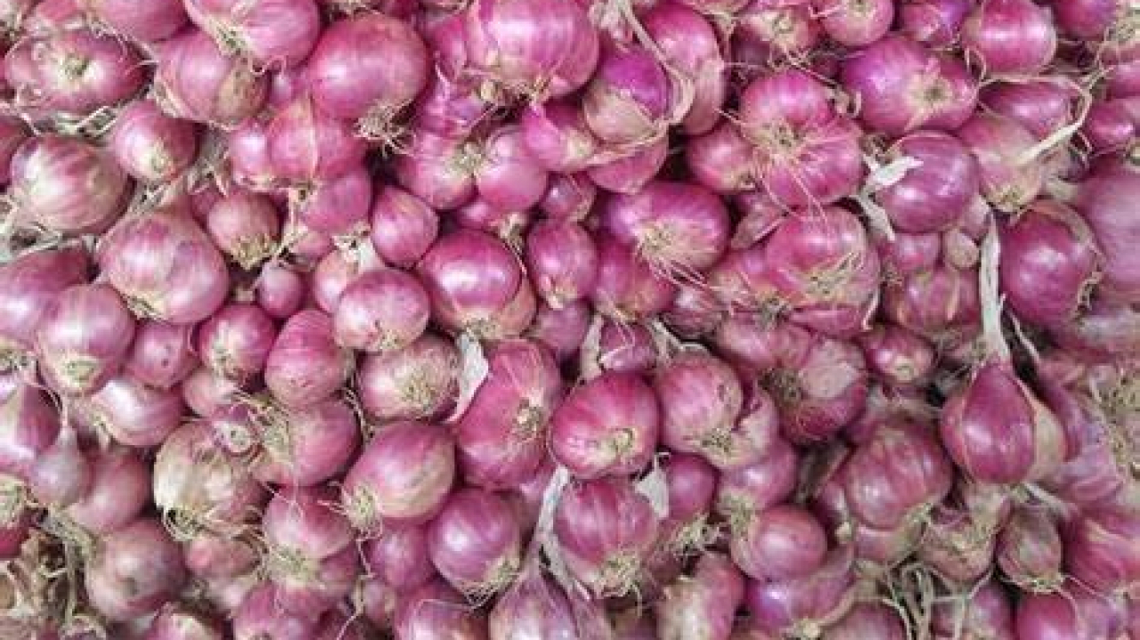 Bawang Merah Enrekang