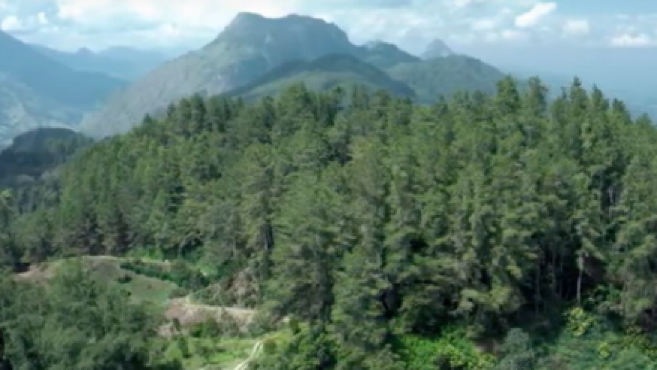 Hutan