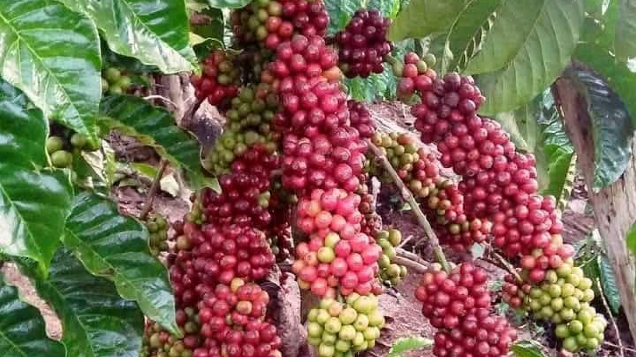 Kopi Arabika