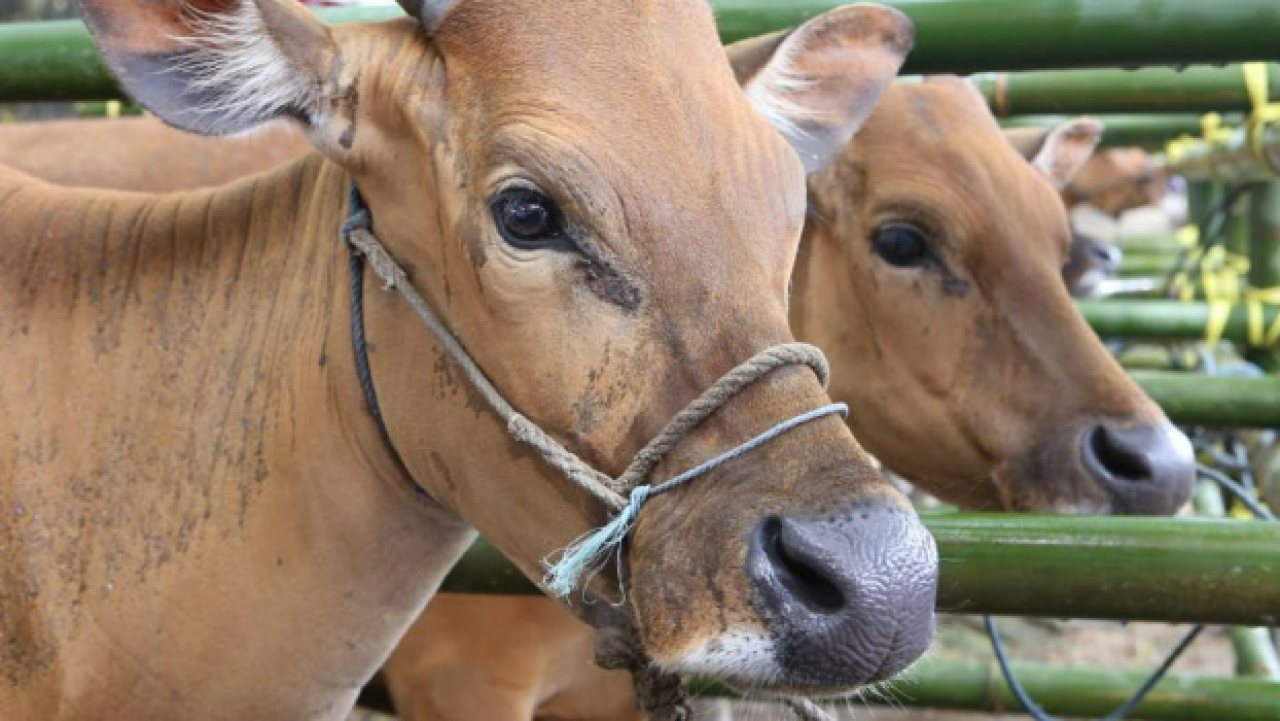 Potensi pengembangan usaha sapi bali