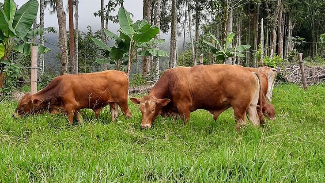 Peternakan Sapi