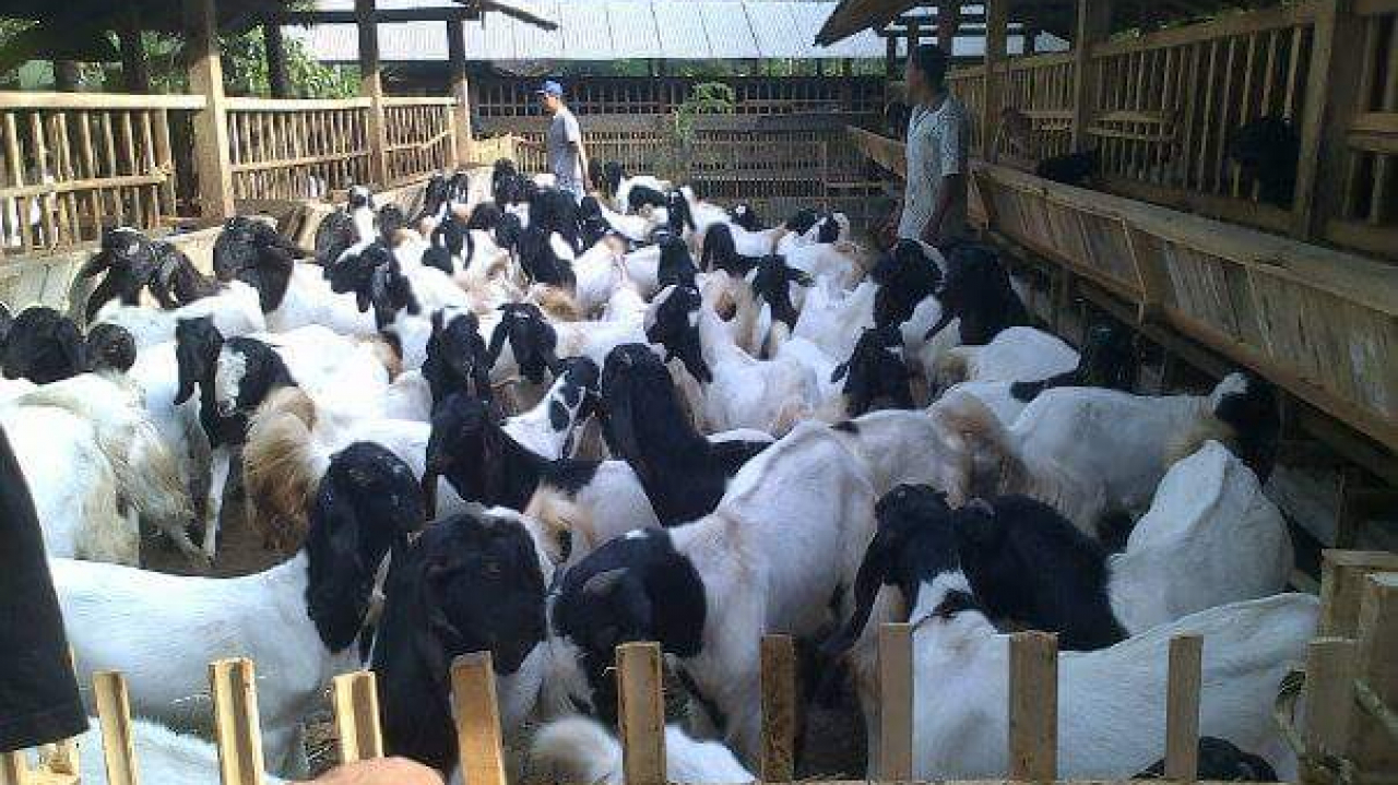 Peternakan Tradisional