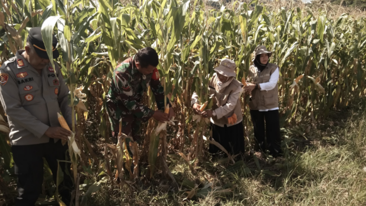 Usai Ikut Zoom, Polsek Cendana, Polres Enrekang Gelar Panen Raya Jagung Serentak Tahap 1