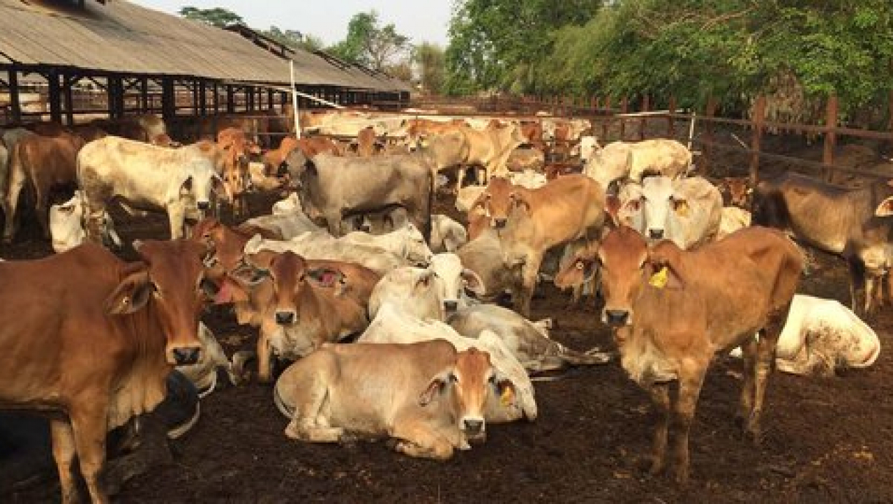 Sapi