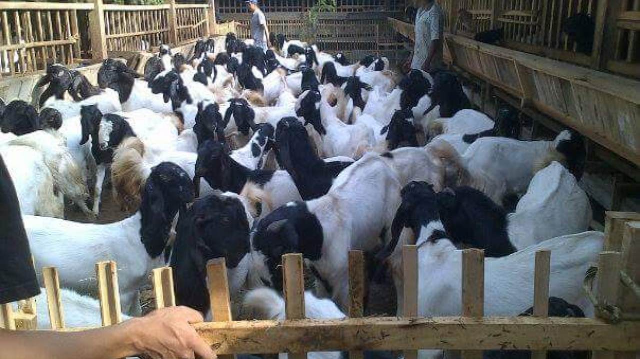 Peternakan Sapi dan Kambing