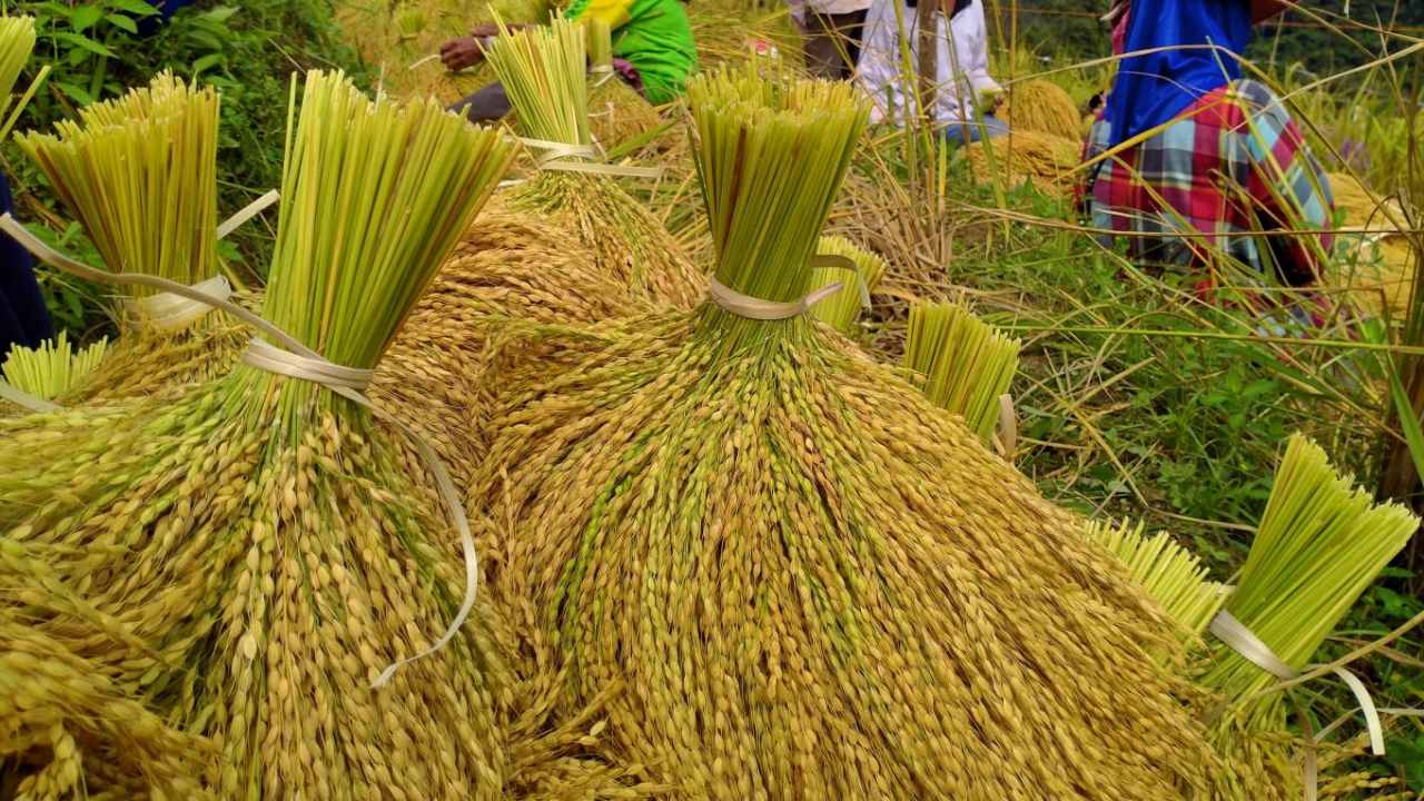 Mengintip Ekonomi Hijau Desa Senglepopongan