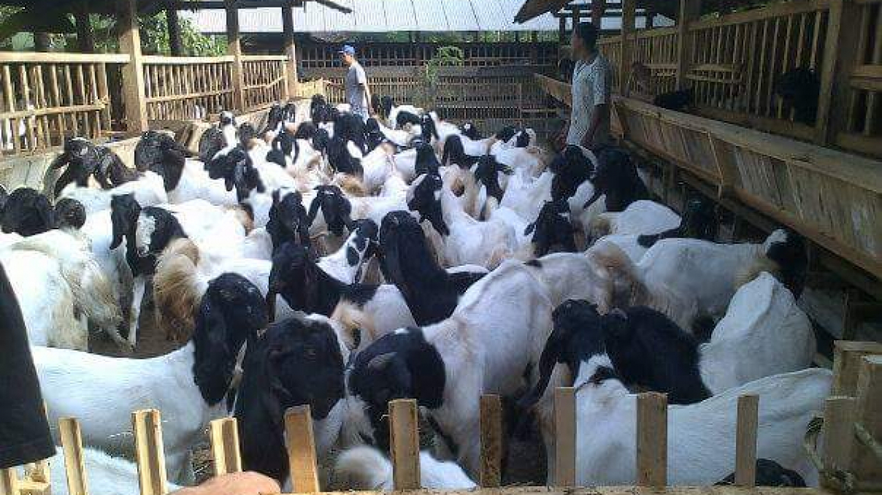 Peternakan Sapi dan Kambing