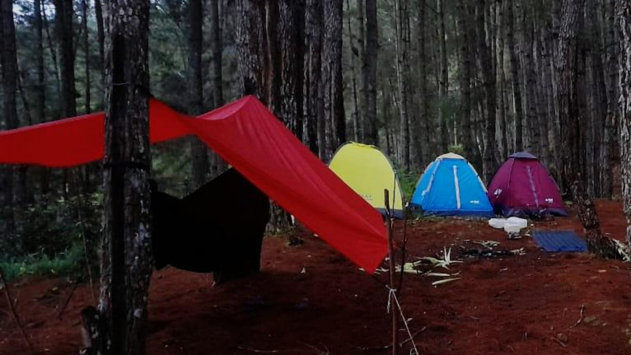 Hutan Pinus Buntu Tembok