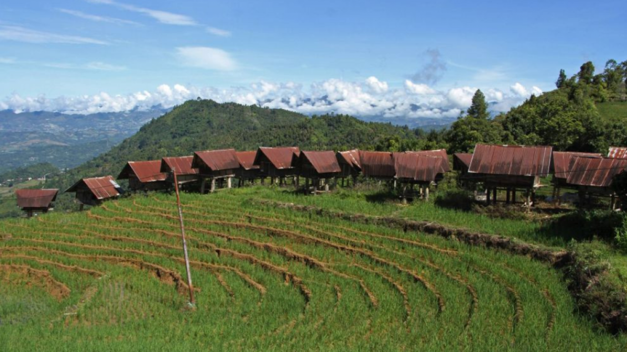 Pertanian Padi Sawah