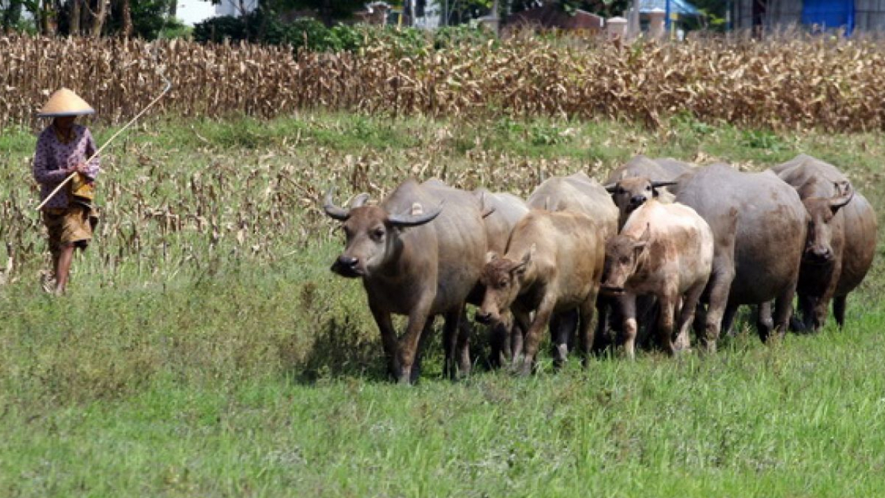 Wisata Budaya: Kerbau Belang (Bonga) dan Pembuatan Dangke