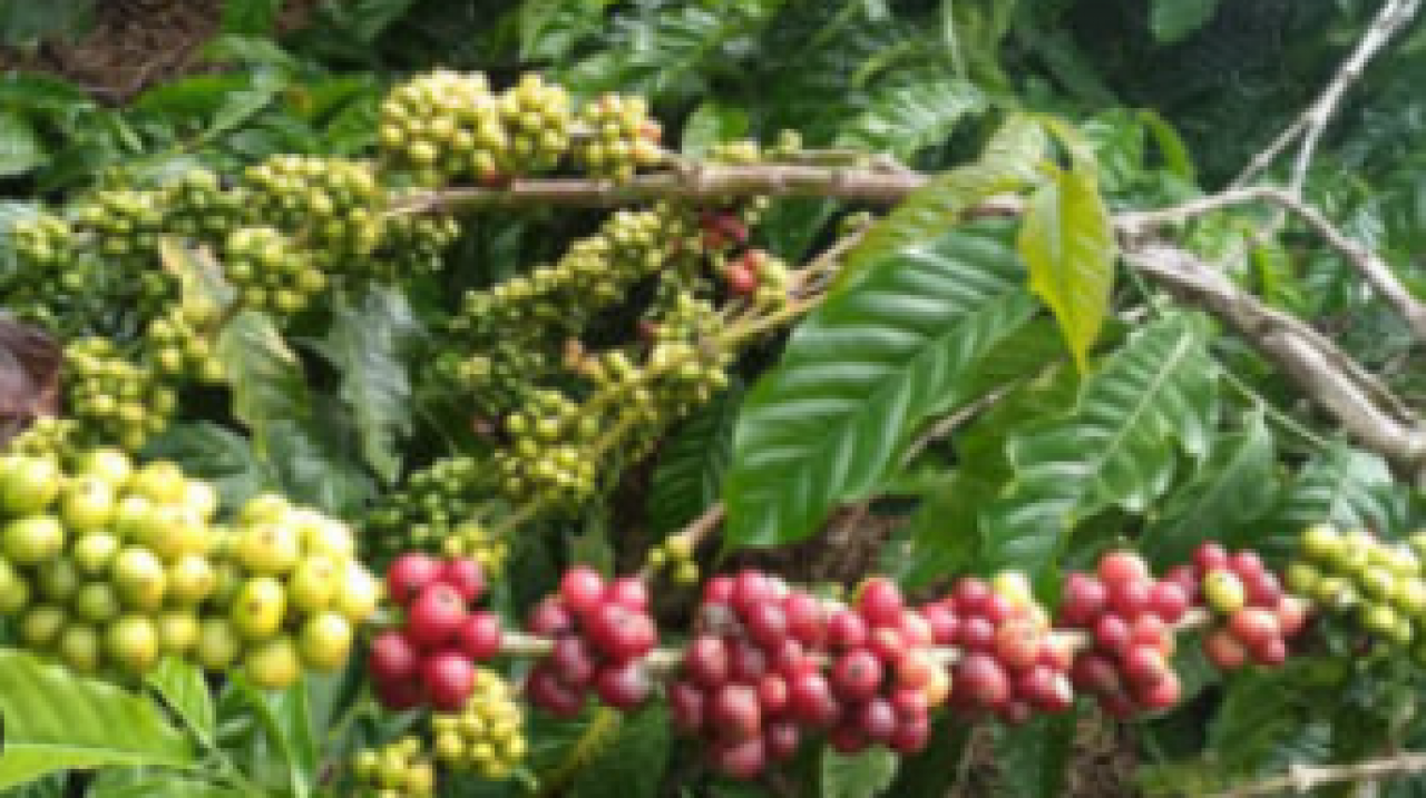 Pertanian Kopi Arabika