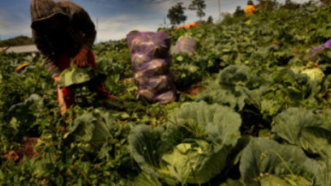 Perkebunan Sayur-Sayuran