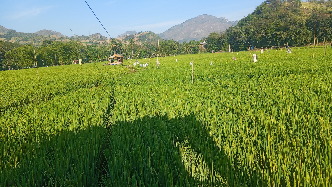 Persawahan