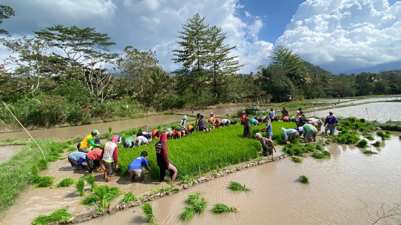 Semangat Gotong Royong di Sawah Desa Dulang
