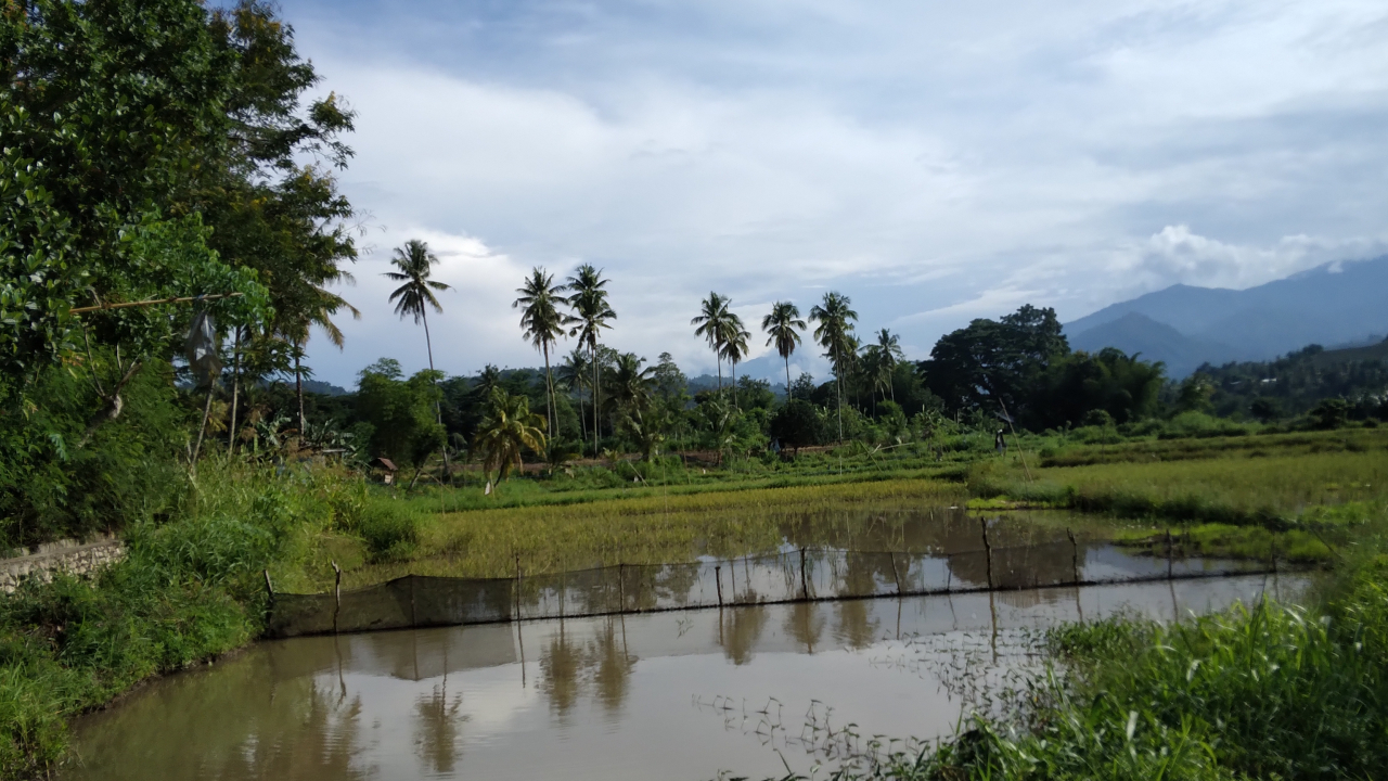 PERSAWAHAN