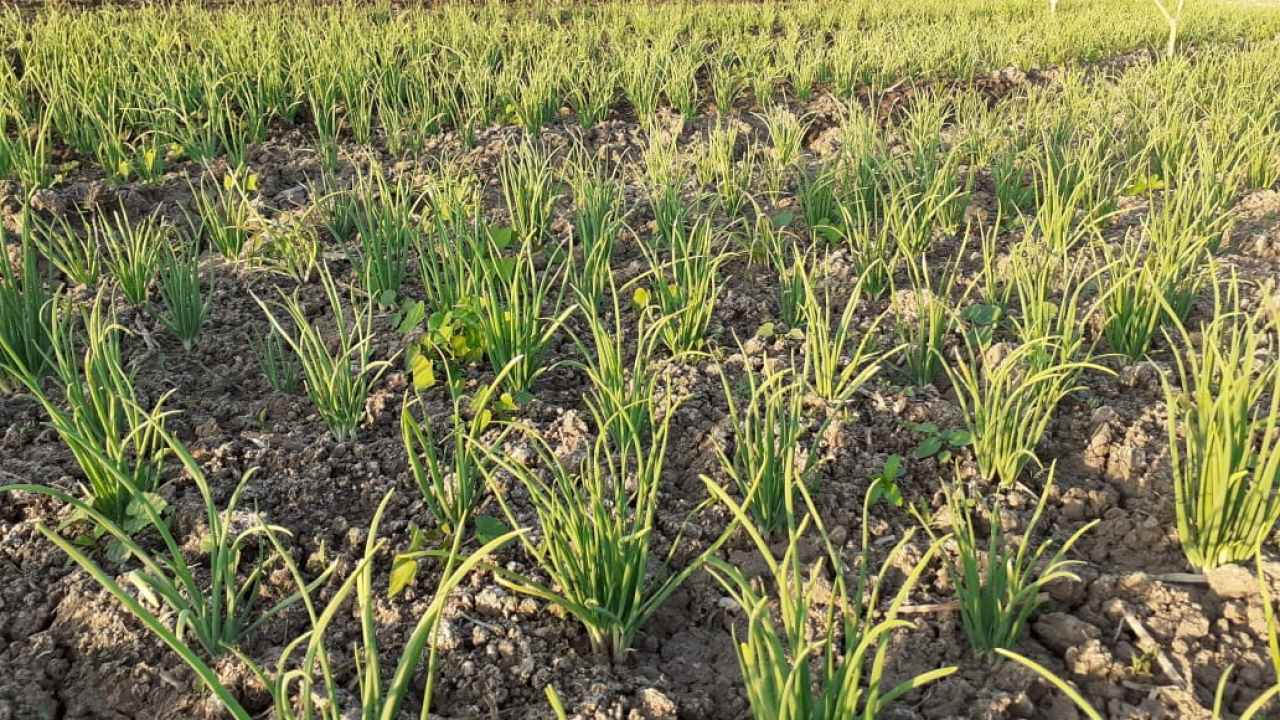 Potensi Pengembangan Lahan