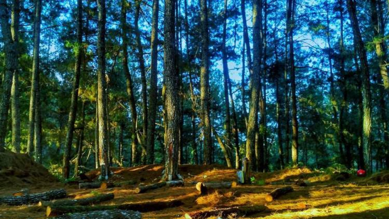 Hutan Pinus Baredok