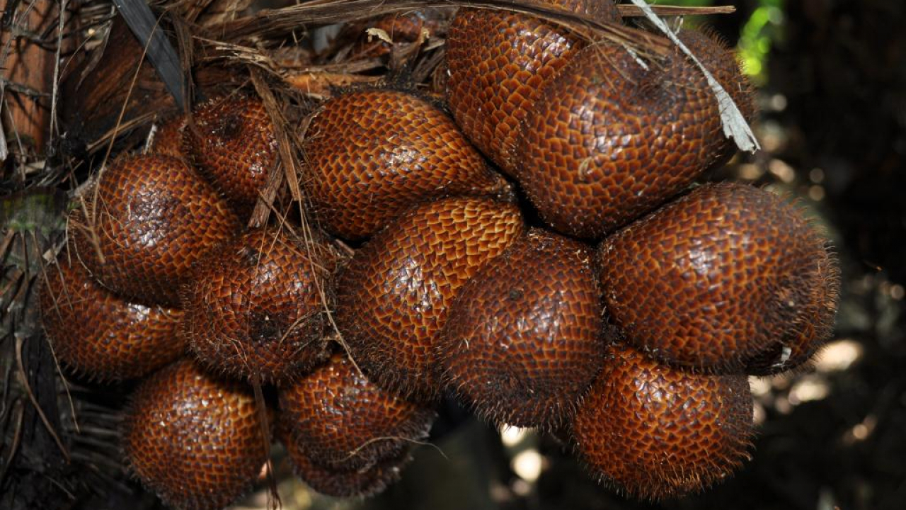 Salak
