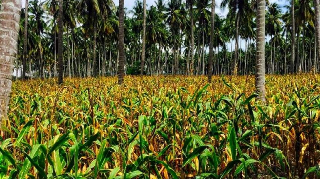 Agrowisata Jagung